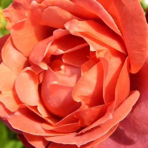 Online rózsa webáruház - teahibrid rózsa - vörös - Rosa Terracotta® - diszkrét illatú rózsa - Nola M. Simpson  - Különleges, tartós színének köszönhetően igazi innováció a kertben és a csokorban.